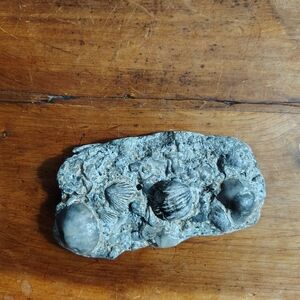 Gray Fossil Art Piece